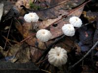 Marasmius capillaris image