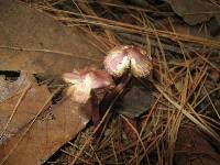 Inocybe geophylla var. lilacina image