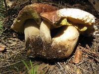 Boletus rex-veris image