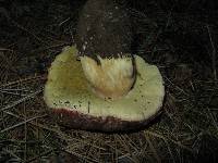 Boletus rex-veris image