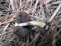 Psilocybe cubensis image