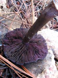 Cortinarius violaceus image