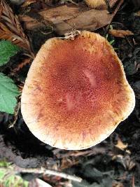 Gymnopilus luteofolius image