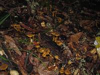 Craterellus tubaeformis image