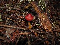 Cortinarius smithii image