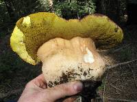 Boletus rex-veris image