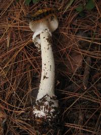 Amanita xylinivolva image