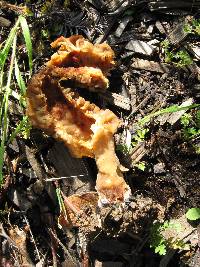 Morchella rufobrunnea image