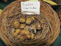 Rhizopogon ochraceorubens image
