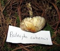 Psilocybe cubensis image