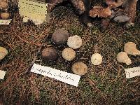 Image of Geastrum pedicellatum