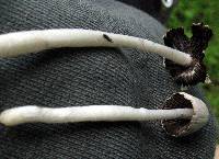 Coprinopsis marcescibilis image