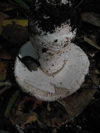 Amanita novinupta image