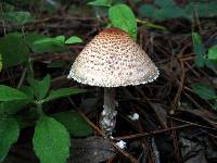 Lepiota magnispora image