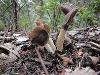 Helvella compressa image