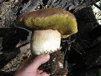 Boletus rex-veris image