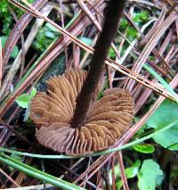 Inocybe calamistrata image