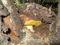 Boletus rex-veris image