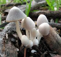 Image of Coprinopsis marcescibilis