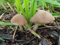 Psathyrella candolleana image