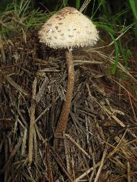 Macrolepiota procera var. procera image