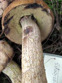 Leccinum rugosiceps image