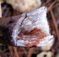 Cortinarius violaceus image