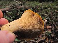 Cantharellus californicus image