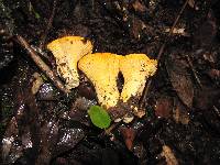 Cantharellus californicus image