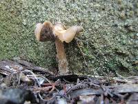 Psilocybe ovoideocystidiata image