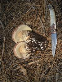 Boletus rex-veris image