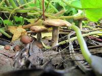 Psilocybe ovoideocystidiata image