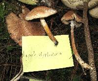 Lepiota clypeolaria image