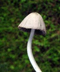 Coprinopsis marcescibilis image