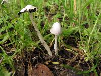 Coprinopsis marcescibilis image