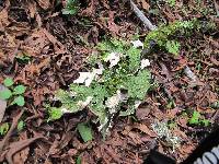 Lobaria pulmonaria image