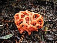 Clathrus ruber image