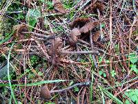 Inocybe calamistrata image