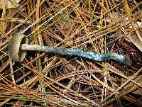 Inocybe calamistrata image