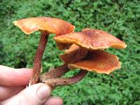 Gymnopilus luteofolius image