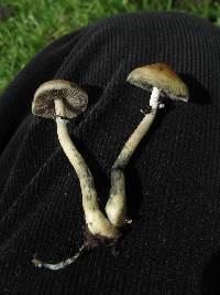 Psilocybe cubensis image