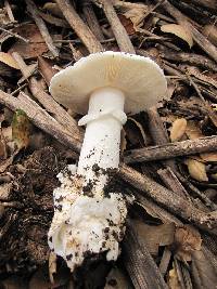 Amanita ocreata image