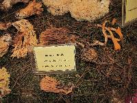 Ramaria stricta image