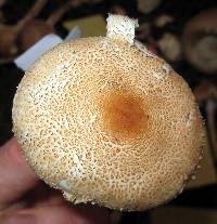 Lepiota clypeolaria image