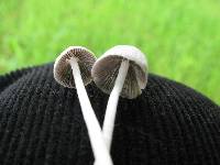 Coprinopsis marcescibilis image