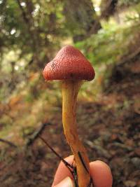 Cortinarius smithii image