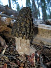 Morchella snyderi image