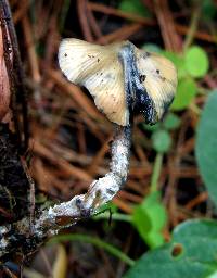 Psilocybe zapotecorum image