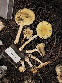 Amanita xylinivolva image