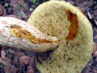 Leccinum rugosiceps image